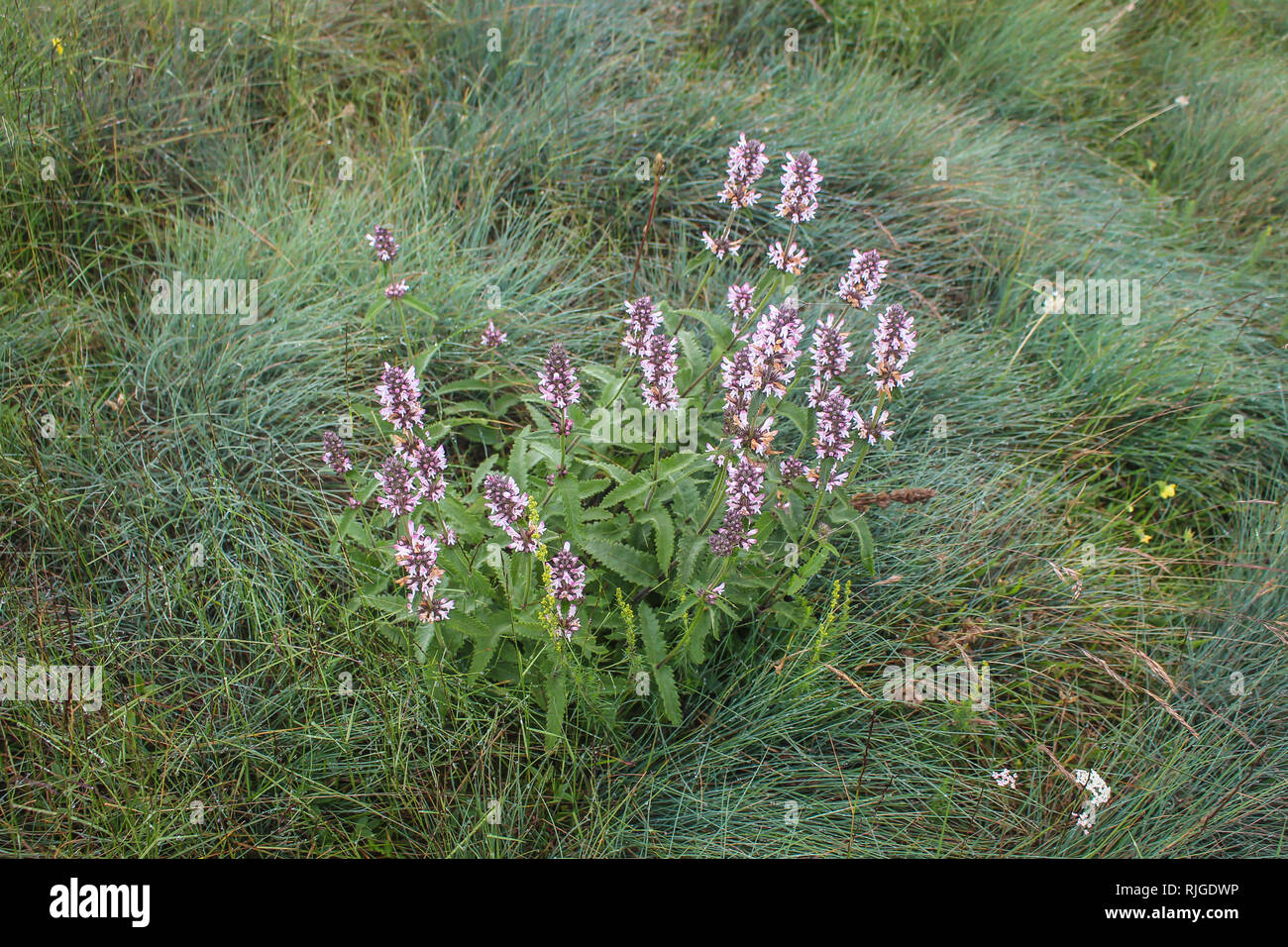 Flowrs of wild serpentinophyte species Stachys scardica on Ostrovica peak of Sharr mountain in Kosovo, Serbia Stock Photo