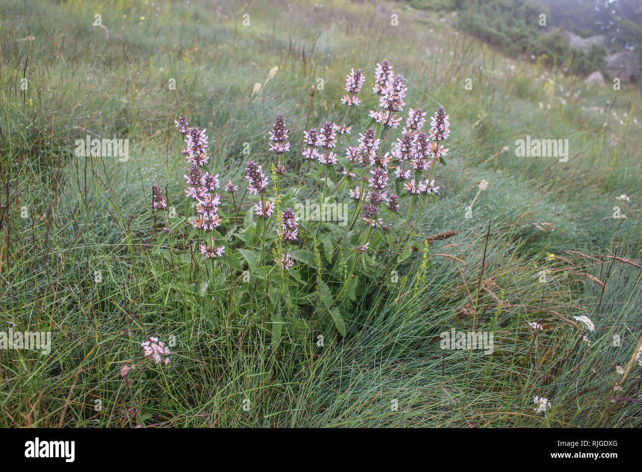 Flowrs of wild serpentinophyte species Stachys scardica on Ostrovica peak of Sharr mountain in Kosovo, Serbia Stock Photo