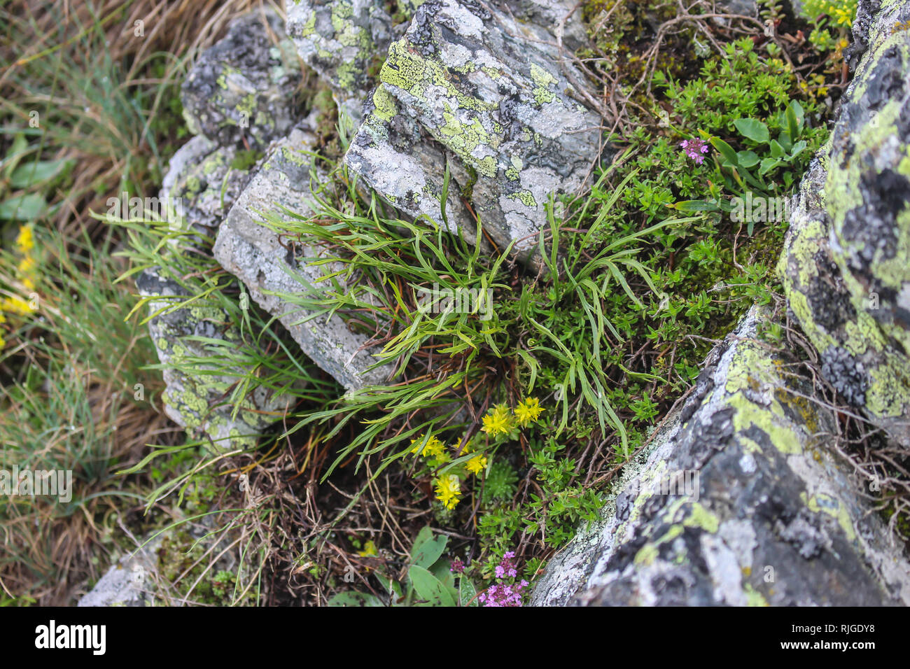 Northern spleenwort, Asplenium septentrionale on Sharr mountain, Kosovo, Serbia Stock Photo