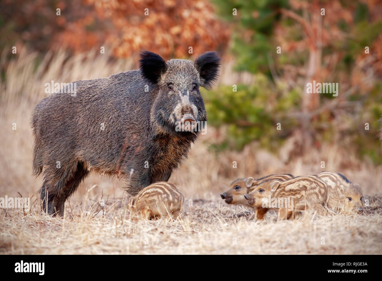 Wild boar family in nature with sow and small stripped piglets. Stock Photo