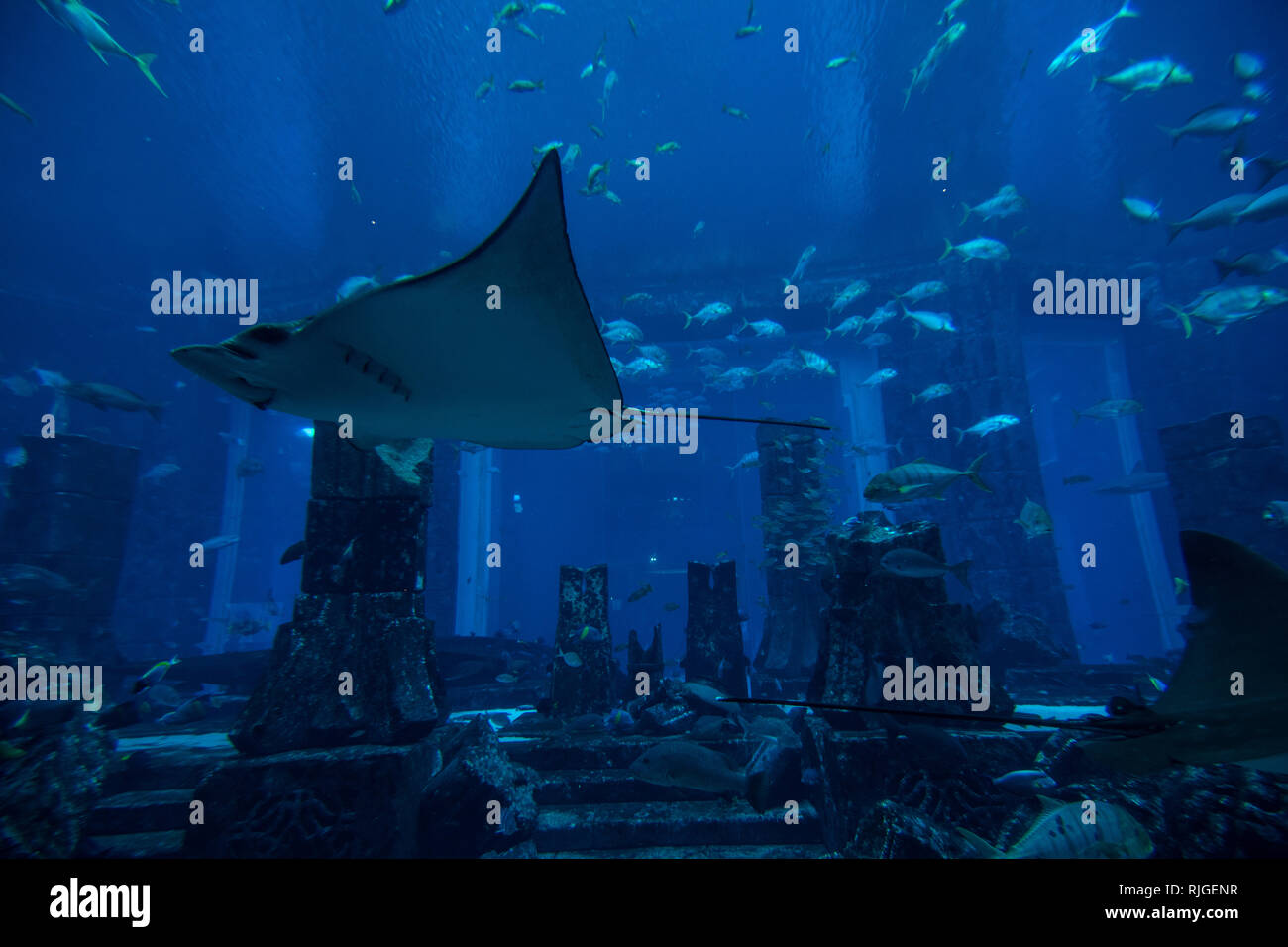 Photo of a tropical fish on a coral reef in an aquarium Stock Photo - Alamy