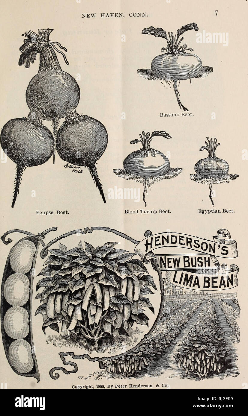 . Catalogue of seeds and plants for spring 1894. Vegetables Seeds Catalogs; Herbs Seeds Catalogs; Flowers Catalogs; Commercial catalogs Connecticut New Haven. . Please note that these images are extracted from scanned page images that may have been digitally enhanced for readability - coloration and appearance of these illustrations may not perfectly resemble the original work.. Robert Veitch &amp; Son; Henry G. Gilbert Nursery and Seed Trade Catalog Collection. New Haven, C. T. : Robert Veitch &amp; Son Stock Photo
