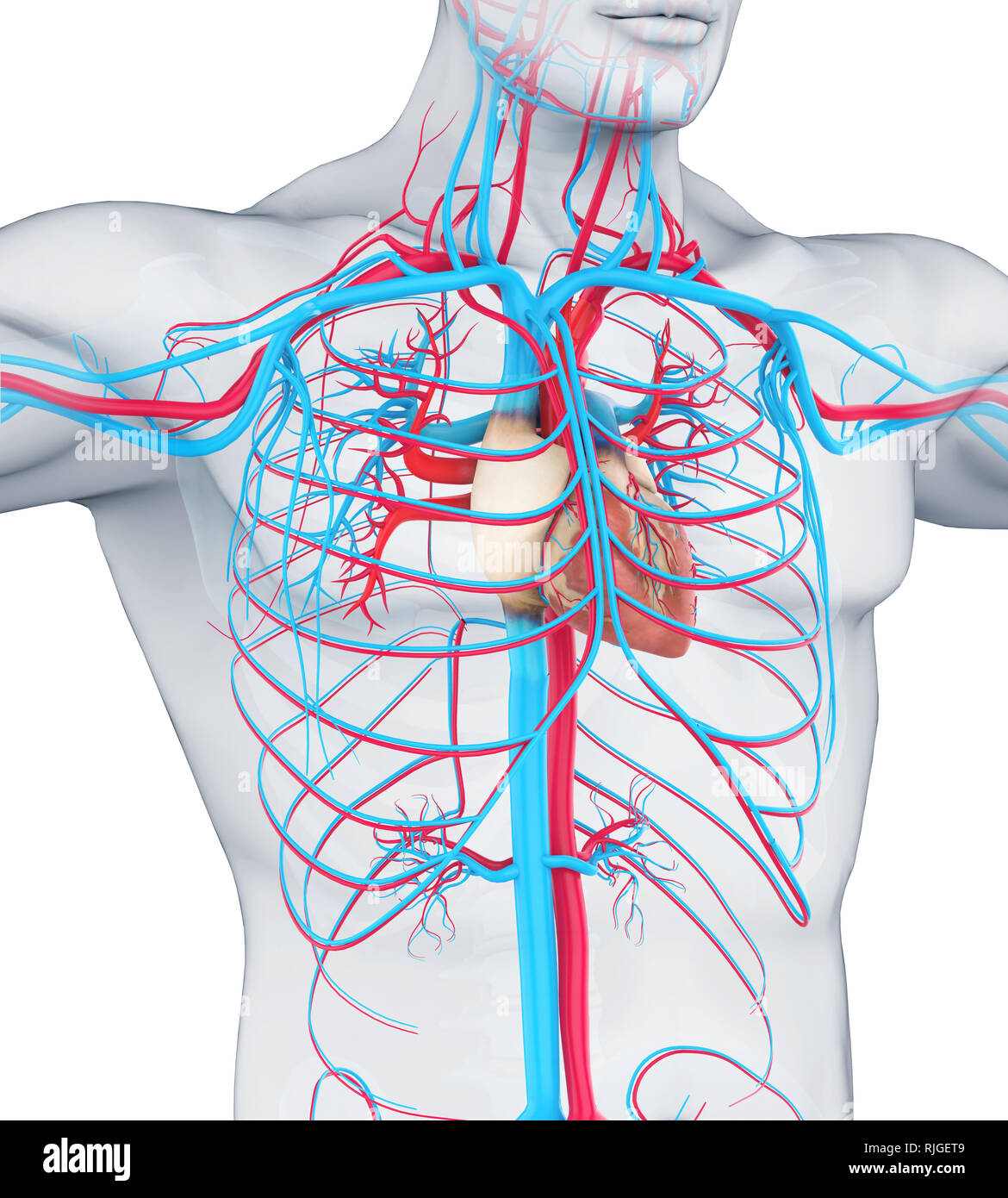 Human Circulatory System Illustration Stock Photo