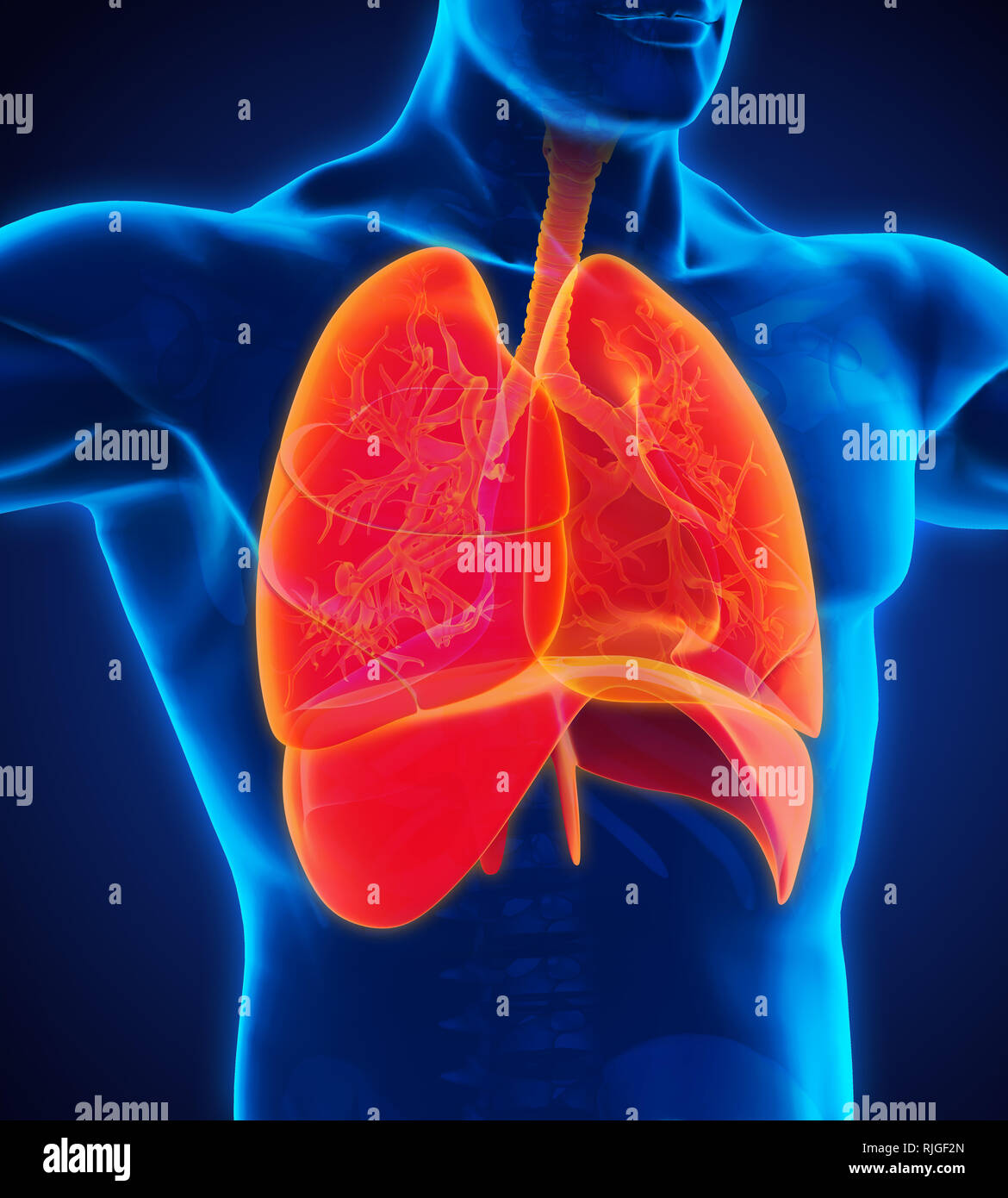 Human Respiratory System Illustration Stock Photo