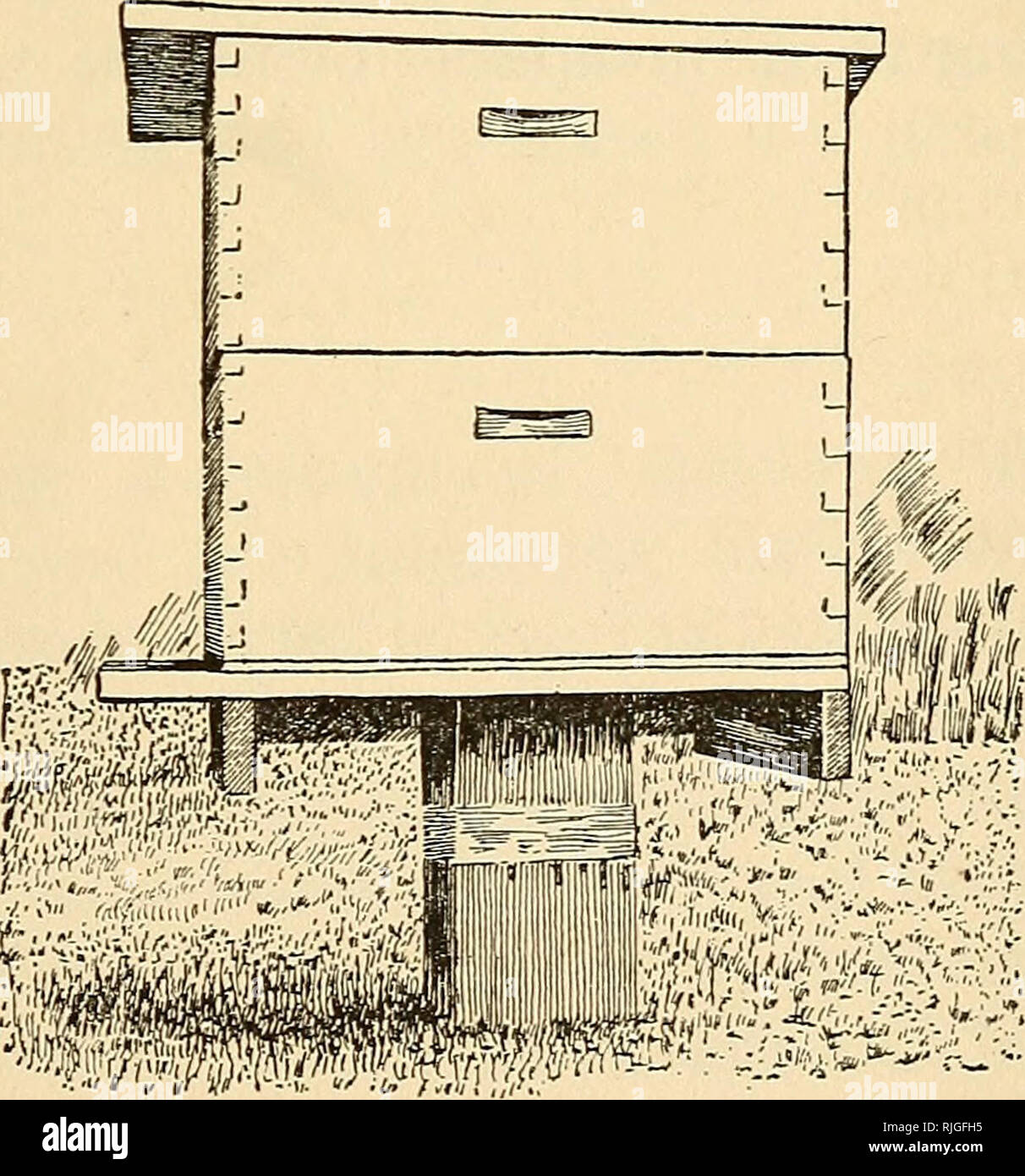 . Beekeeping; a discussion of the life of the honeybee and of the production of honey. Bee culture; Honey. Fig. 182. Lesser wax-moth, pupa. Fig. 183. — Hive stand to keep off ants. The band around the post is tree tanglefoot. ous species of birds, mice, rats and other small mammals (especially in winter), certain spiders and mites, dragon-. Please note that these images are extracted from scanned page images that may have been digitally enhanced for readability - coloration and appearance of these illustrations may not perfectly resemble the original work.. Phillips, Everett Franklin, 1878-195 Stock Photo
