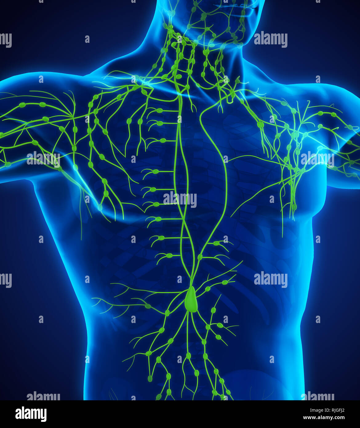 Human Lymphatic System Illustration Stock Photo