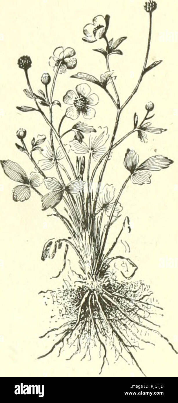 . Beginners botany. Botany. THE ROOT—THE FORMS OF ROOTS 33 an axis from which the side roots may