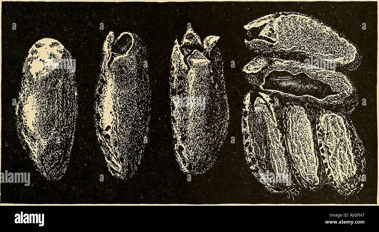 . Beekeeping; a discussion of the life of the honeybee and of the production of honey. Bee culture; Honey. Fig. 176. — Pupa of wax-moth.. Fig. 177. — Cocoons of wax-moth. 1 Paddock, F. B., 1913. The life history and control of the bee-moth or wax-moth. In Bulletin 158 &quot;Investigations pertaining to Texas beekeep- ing.&quot; Texas Agric. Exp. Station.. Please note that these images are extracted from scanned page images that may have been digitally enhanced for readability - coloration and appearance of these illustrations may not perfectly resemble the original work.. Phillips, Everett Fra Stock Photo