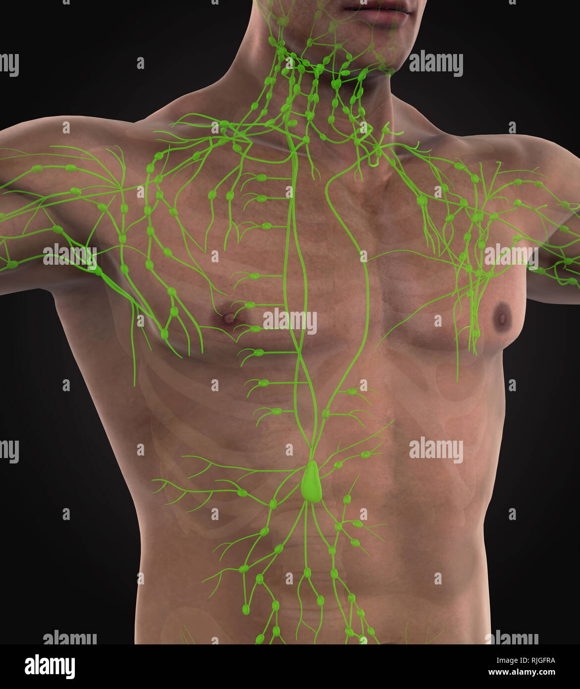 Human Lymphatic System Illustration Stock Photo