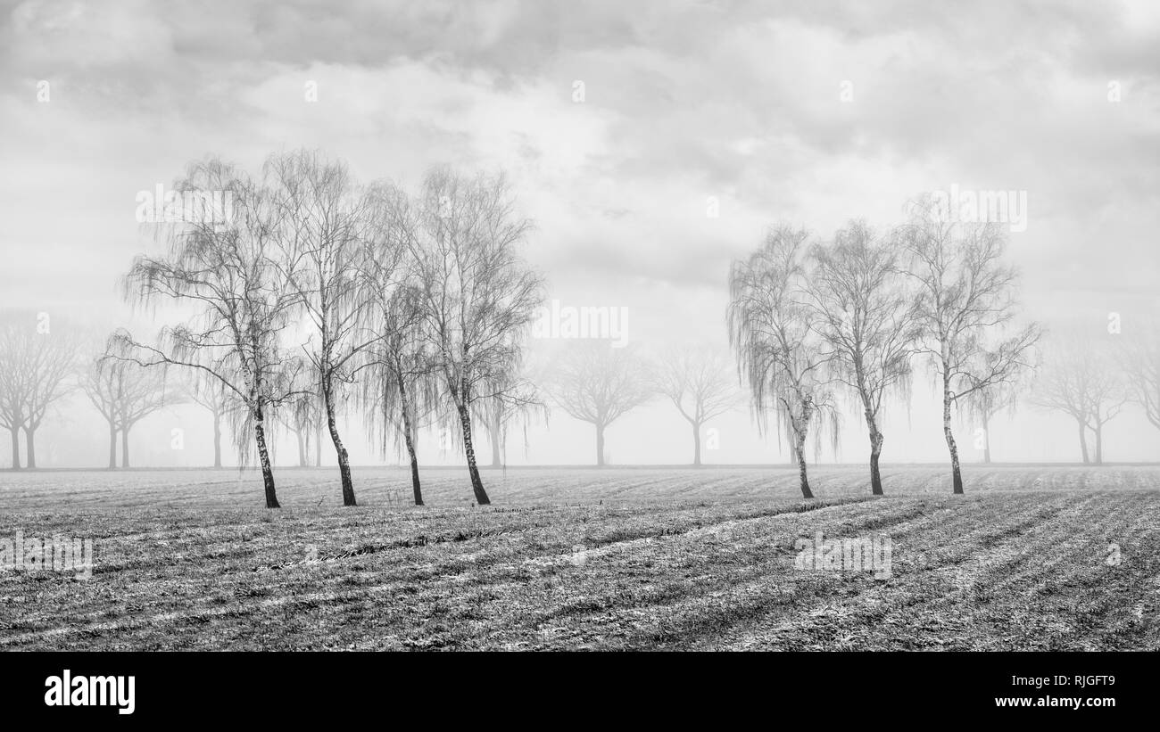 Misty agricultural scenery with beautiful shaped willow trees in a frozen field, Ravels, Flanders, Belgium. Stock Photo