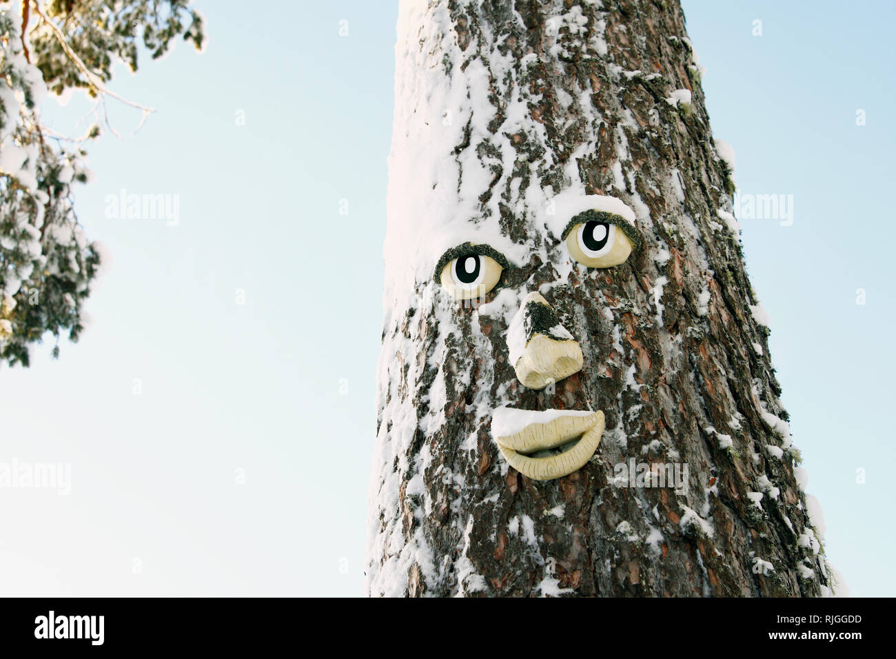 Face on tree trunk Stock Photo