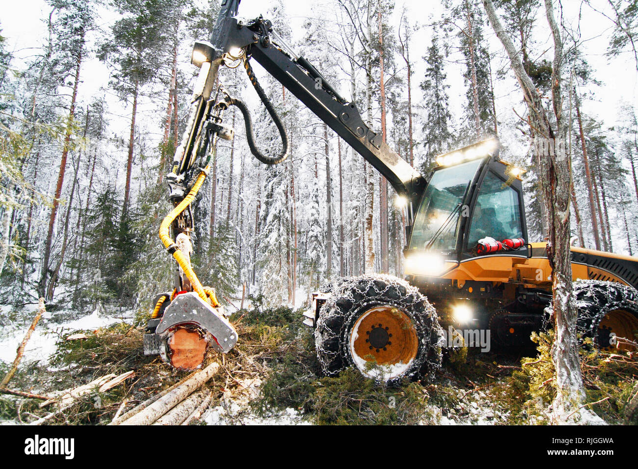 Logging vehicle carrying timber Stock Photo