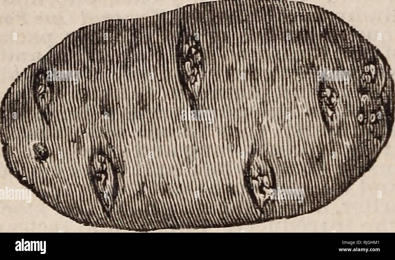 Photos Stock Pains Pains \u0026 Images Growing ... Growing Stock