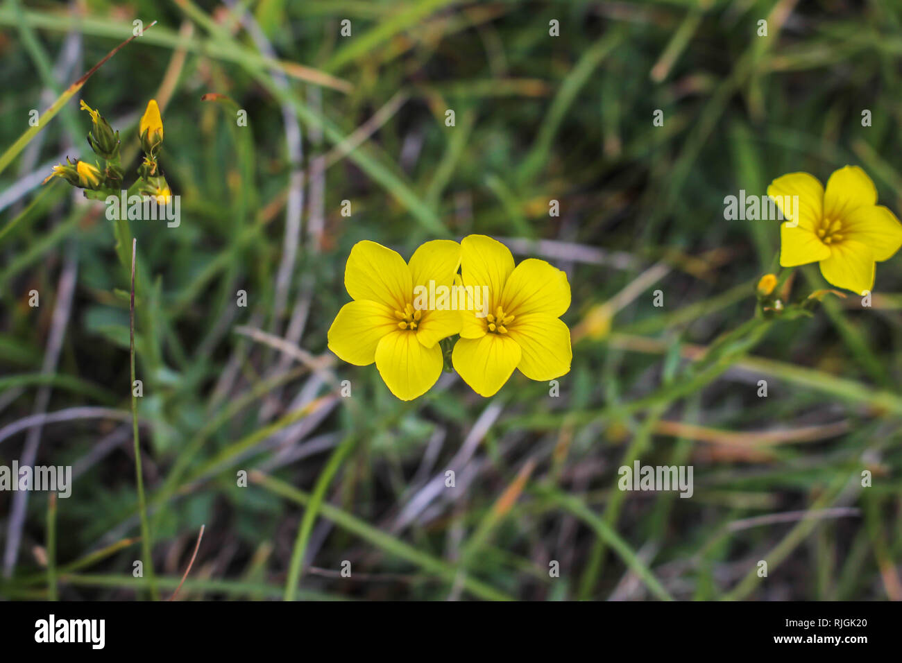 Yellow flowers of Linum tauricum serbicum on the Sharr mountain in Serbia Stock Photo
