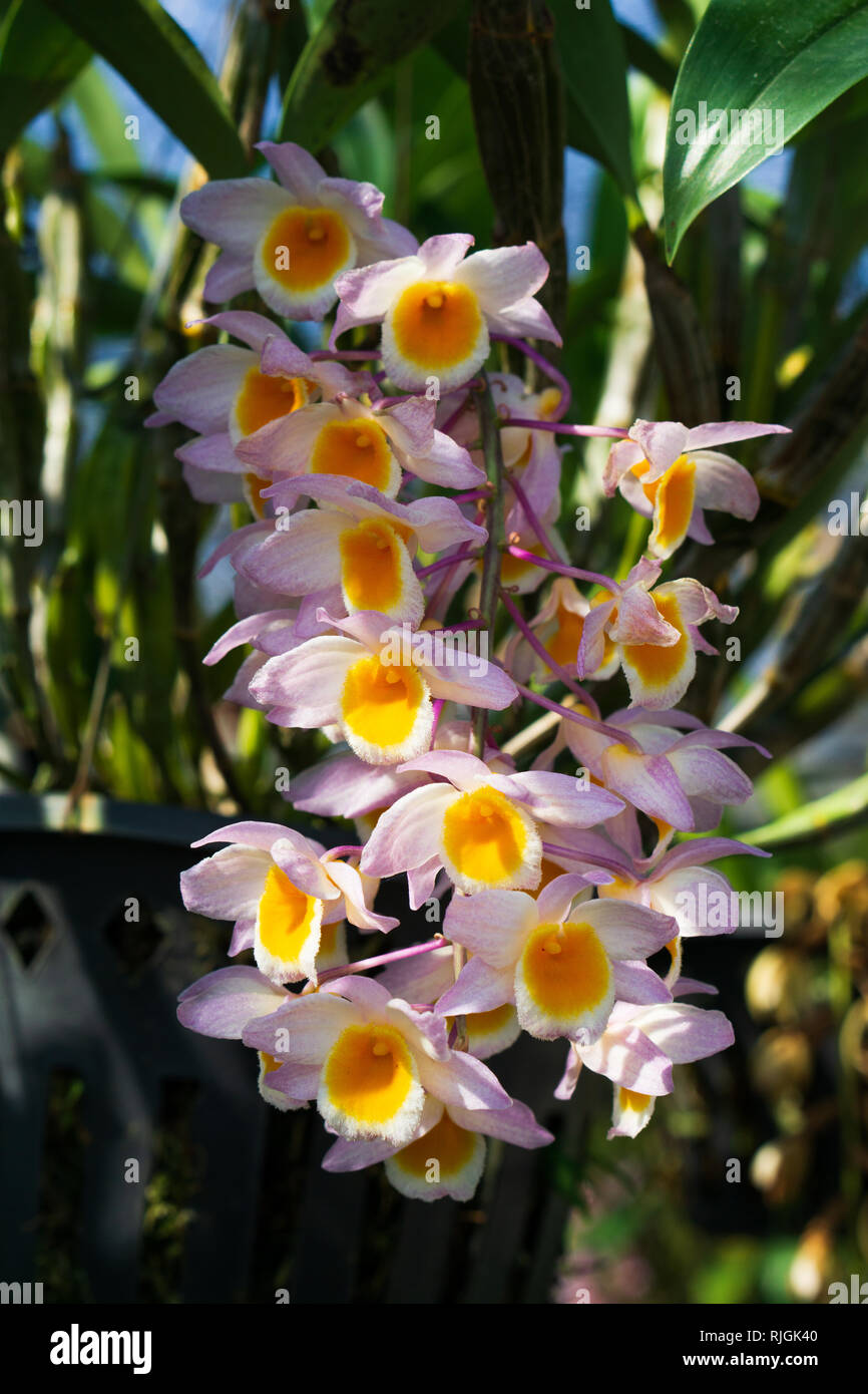Beautiful Dendrobium thyrsiflorum orchid in morning at the garden, High altitude rainforest orchid commonly called the Pinecone-like Raceme Dendrobium Stock Photo