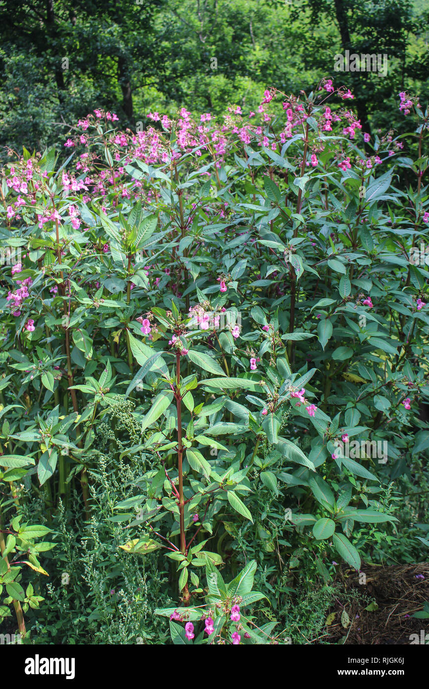 Impatiens glandulifera - Himalayan Balsam in flower in Serbia (Kosovo) Stock Photo
