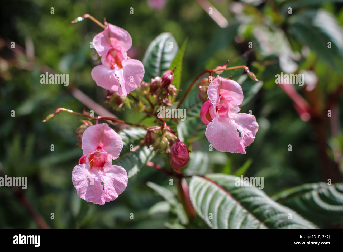 Impatiens glandulifera - Himalayan Balsam in flower in Serbia (Kosovo) Stock Photo