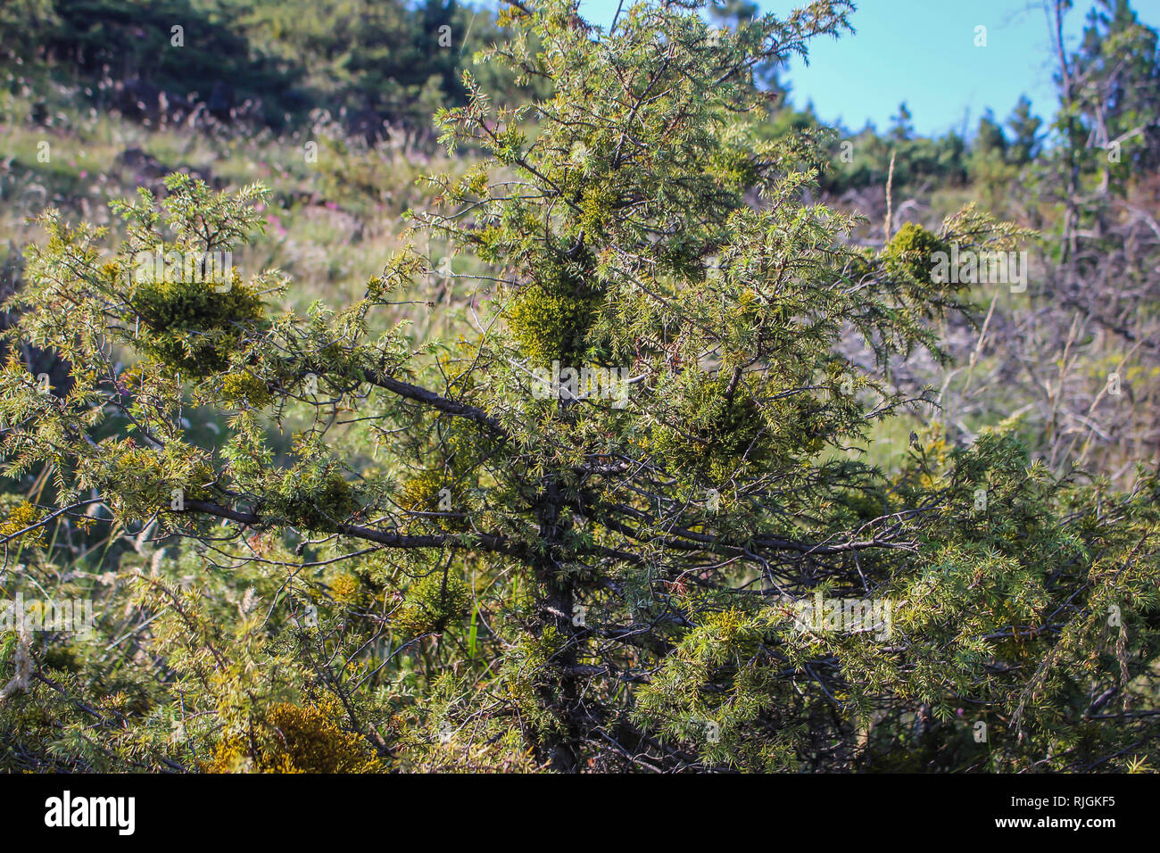 Parasitic plant Arceuthobium juniperine - dwarf mistletoes on Juniperus tree Stock Photo