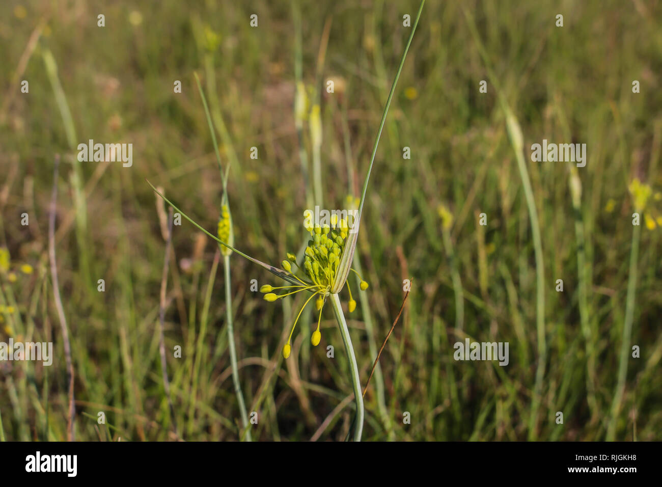 Flower of Allium flavum / small yellow onion on Kosovo, Serbia Stock Photo