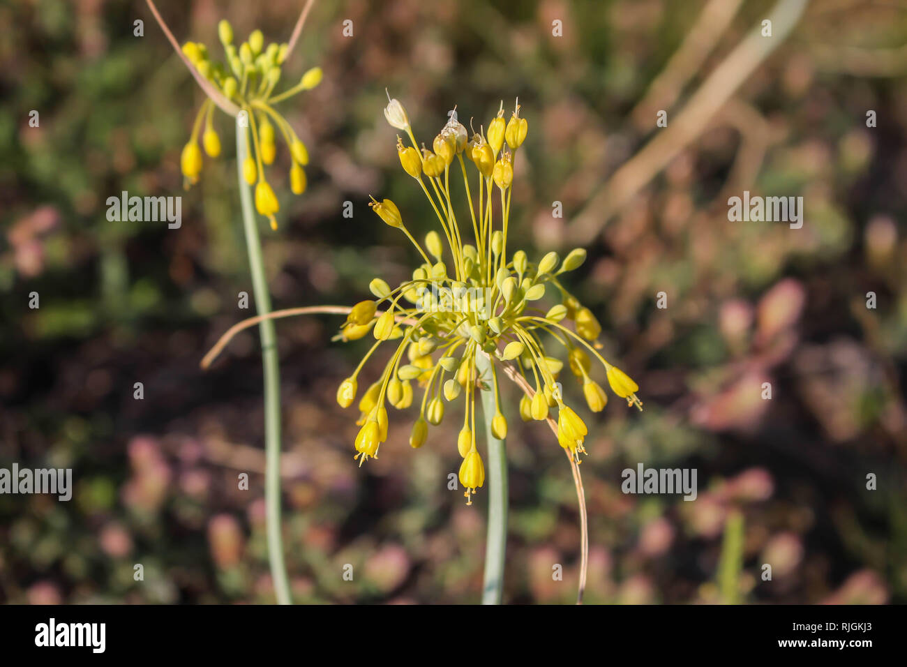 Flower of Allium flavum / small yellow onion on Kosovo, Serbia Stock Photo