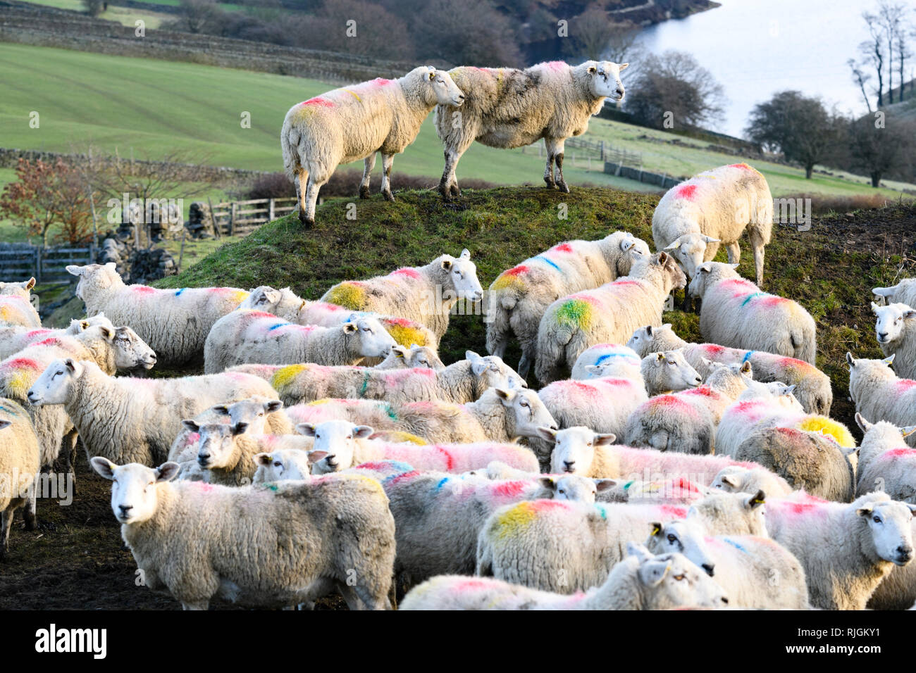 Flock of sheep (with colourful multicoloured identification marks) gathered together in corner of farm field - above Stanbury, West Yorkshire, England Stock Photo