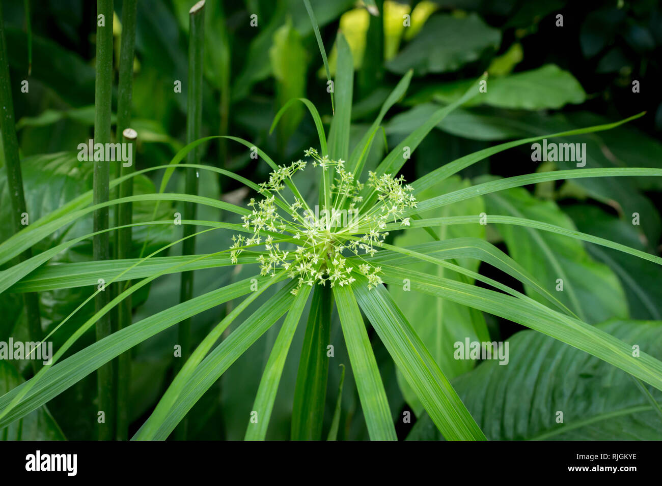 Flowers of Papyrus plant / Cyperus in the botanical garden in Belgrade, Serbia Stock Photo