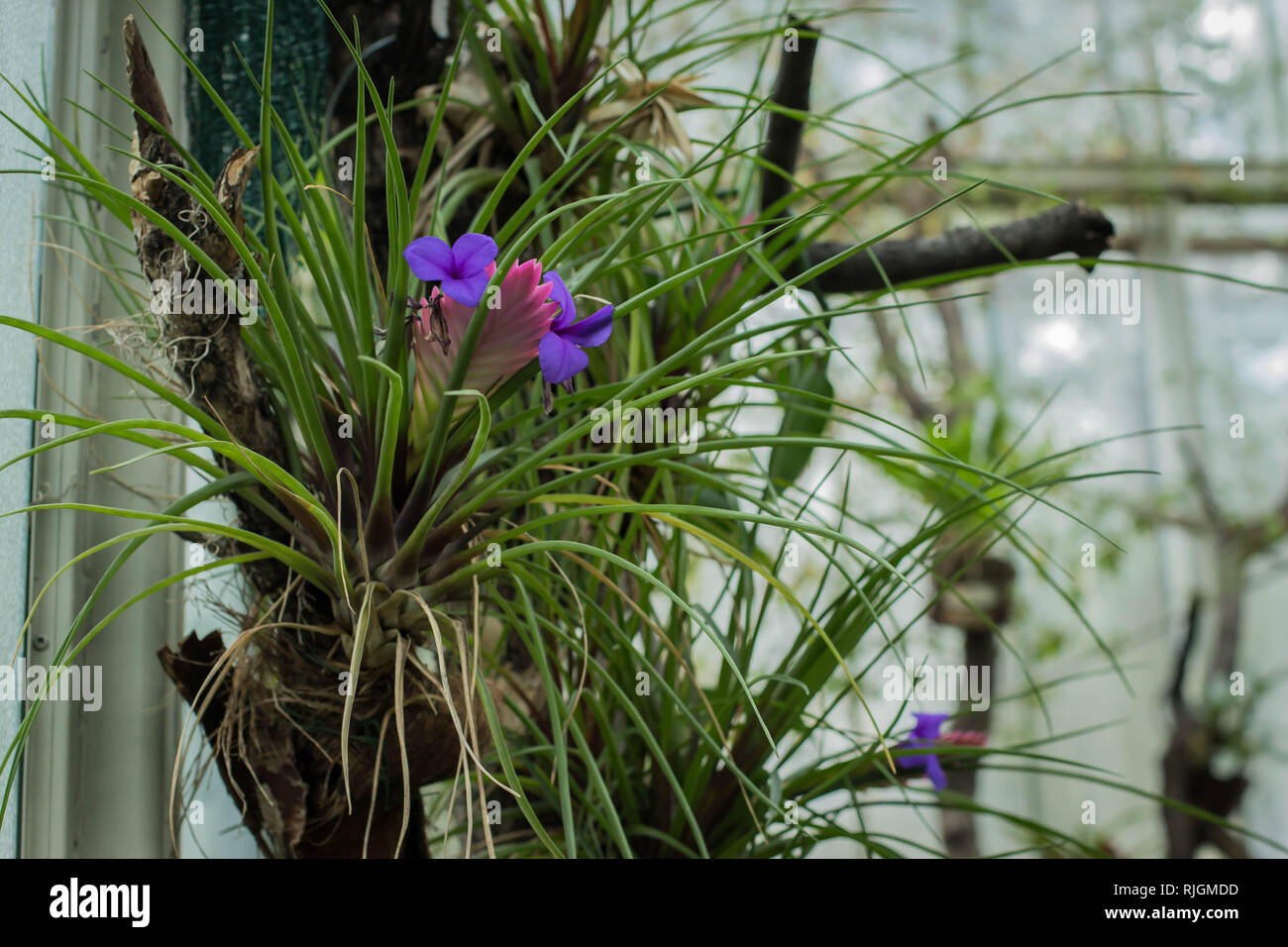 Epiphytic pink quill (Tillandsia cyanea, Wallisia cyanea) with violet flowers Stock Photo