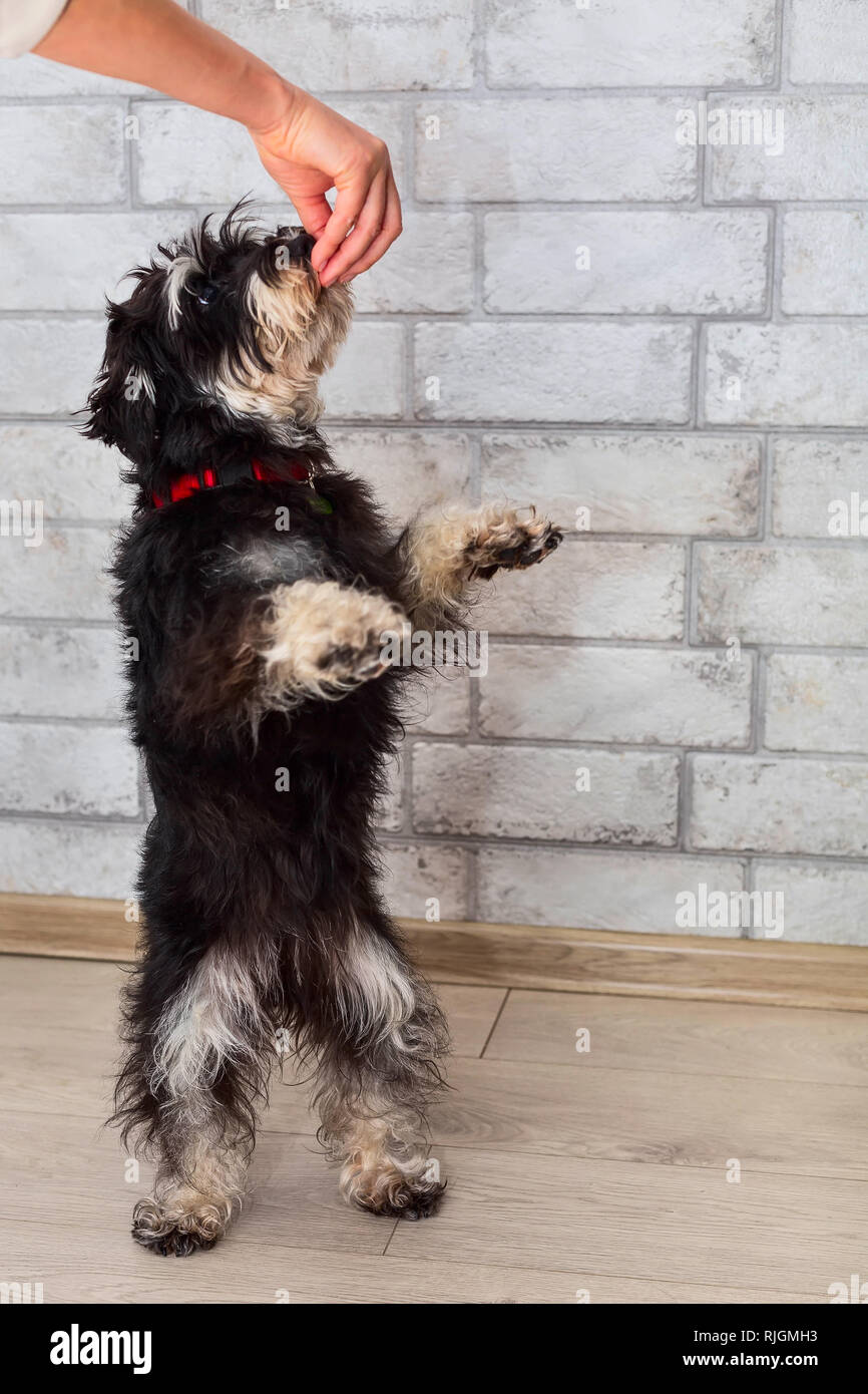 Miniature mini schnauzer puppy on hind legs looking treat in the hand of the owner Stock Photo