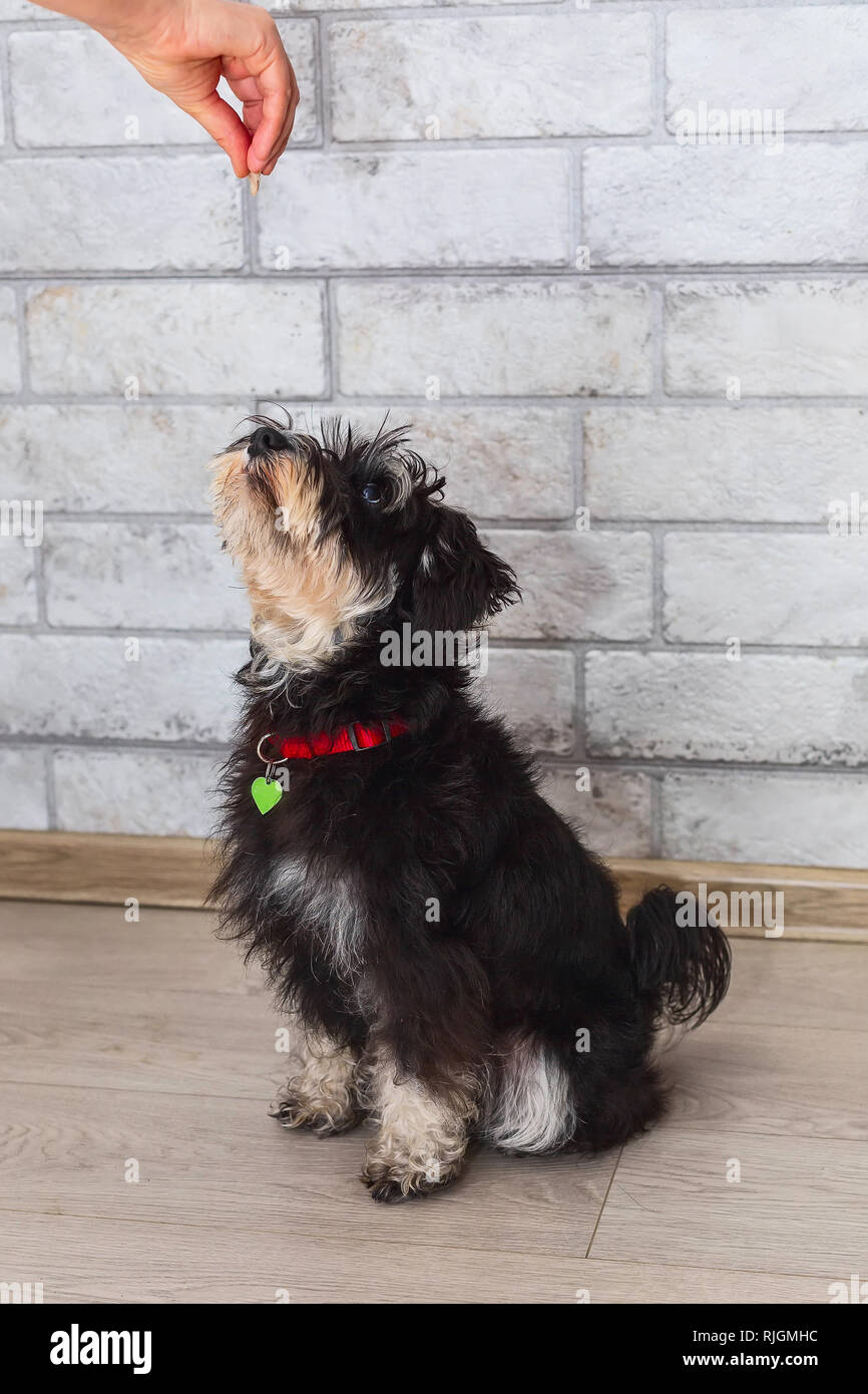 Miniature mini schnauzer puppy looking treat in the hand of the owner Stock Photo