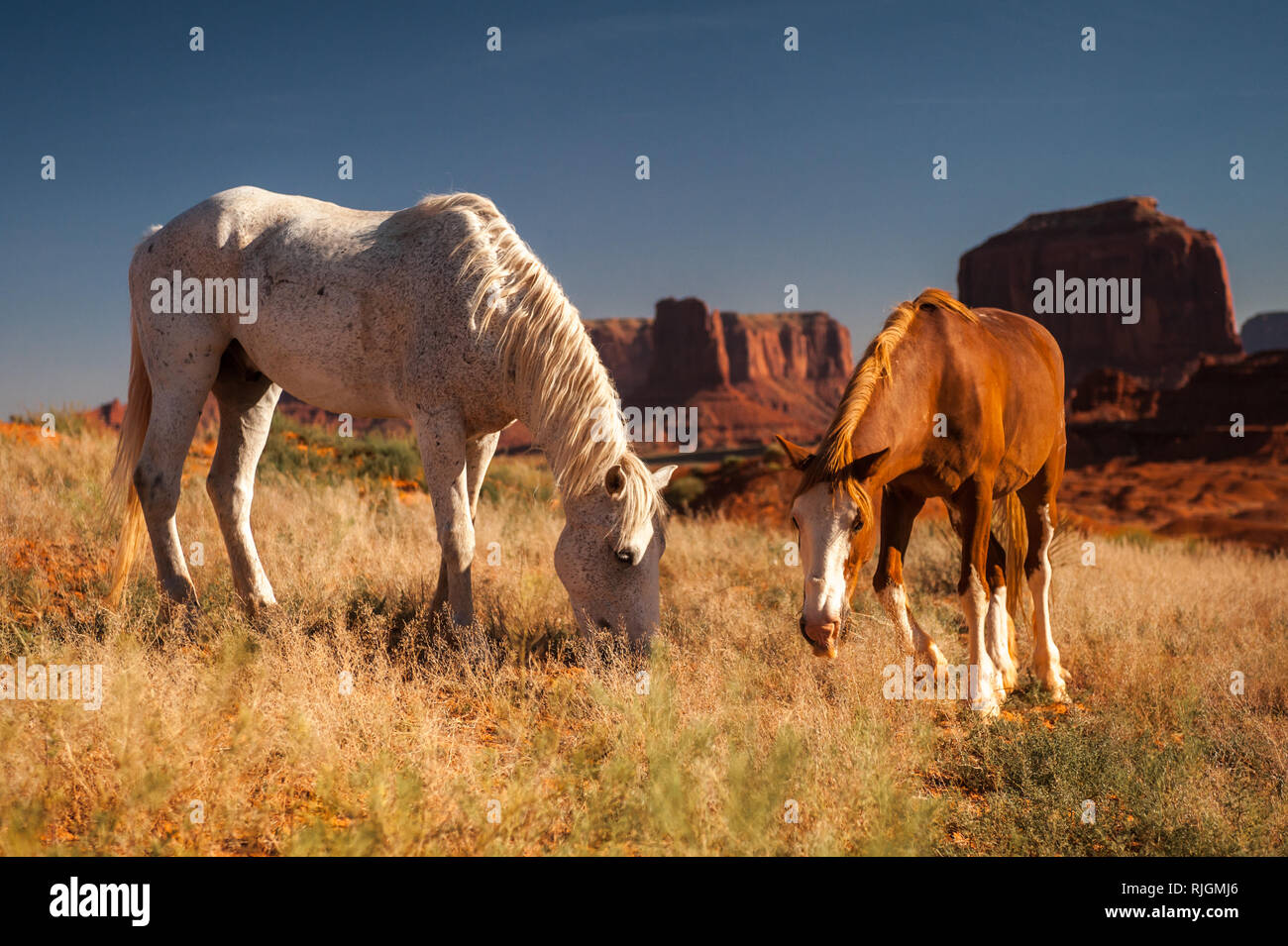 Wild mustang north america hires stock photography and images Alamy
