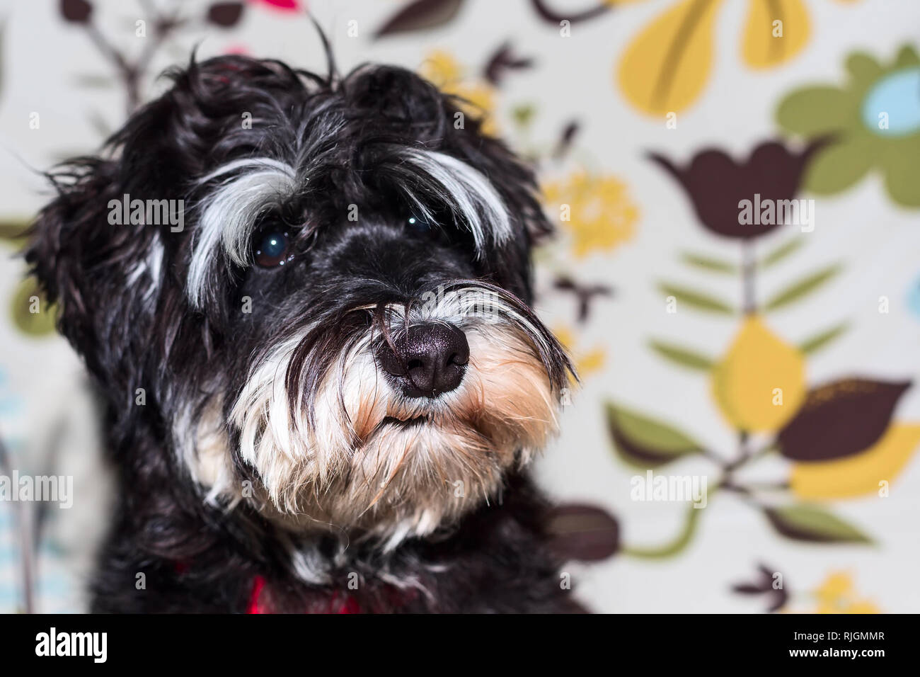Miniature schnauzer cute young black and silver puppy portrait close-up Stock Photo