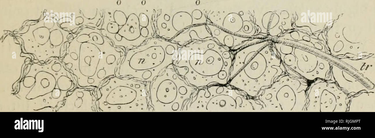 Bee Cell Structure Bee cells microscope hi-res stock photography and images - Alamy