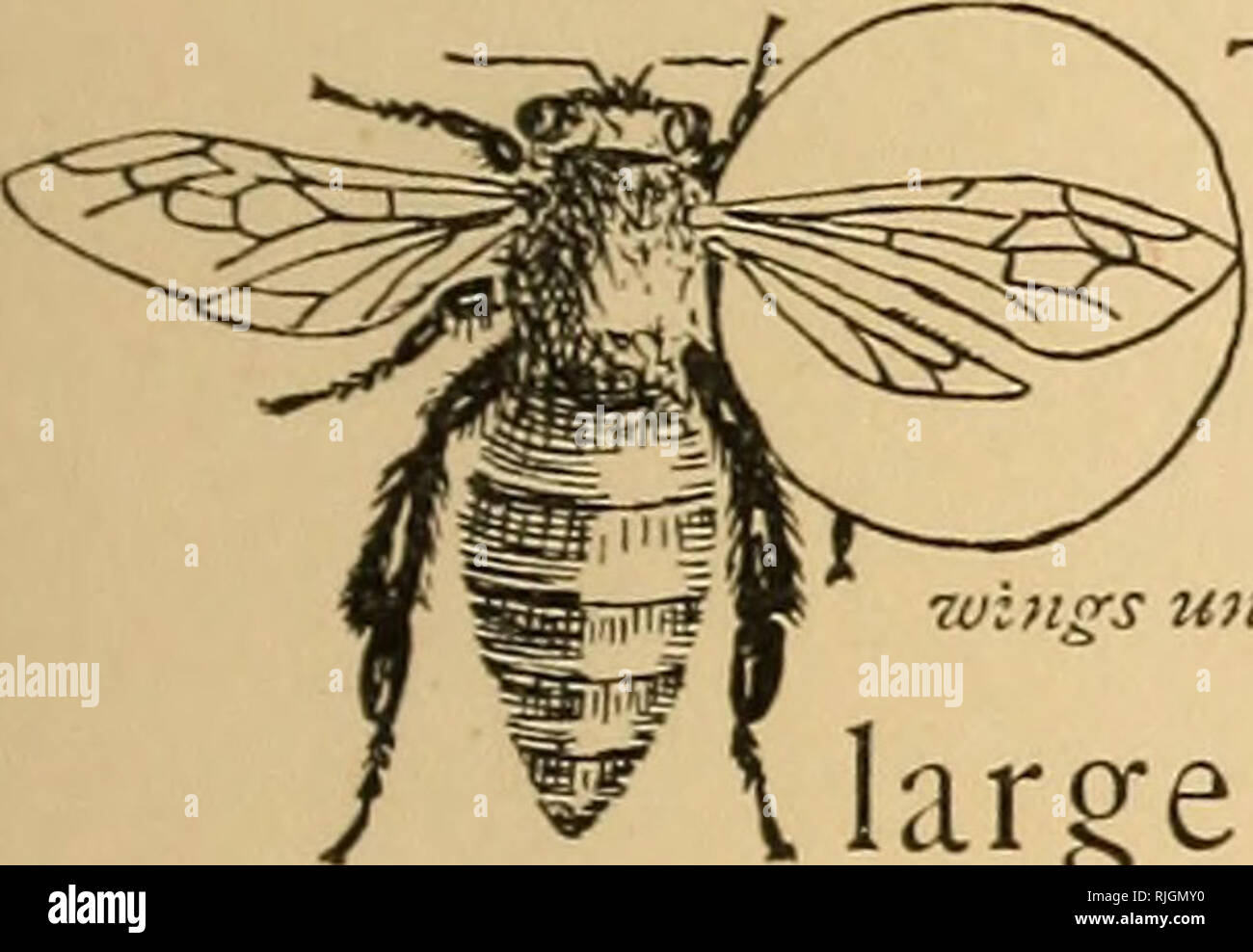 . The bee people. Bees. Miss Apiss Wings. 63 walk about, but when she starts to fly, she spreads them out, a pair on each side tof her body. ^||g the two wingsTf§M°n either ere to separate/wffromeach other and let the air between them, her flight would be. spoiled, and she would go tumbling along in an ungainly and mortifying manner. {That this may not happen, she hooks the upper. •wings unhooked. Please note that these images are extracted from scanned page images that may have been digitally enhanced for readability - coloration and appearance of these illustrations may not perfectly resembl Stock Photo