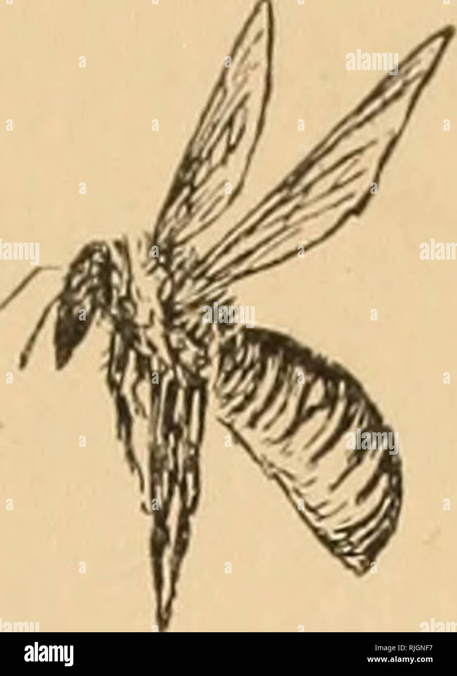 The Bee People Bees V Mbrosia And Nectar Of Course No One Not Even Miss Apis Nor The Lovely Venus Herself Could Live Entirely Upon Nectar We Know That The Gods The Bee People Bees V Mbrosia And Nectar Of Course No One Not Even Miss Apis Nor The Lovely Venus Herself Could Live Entirely Upon Nectar We Know That The Gods