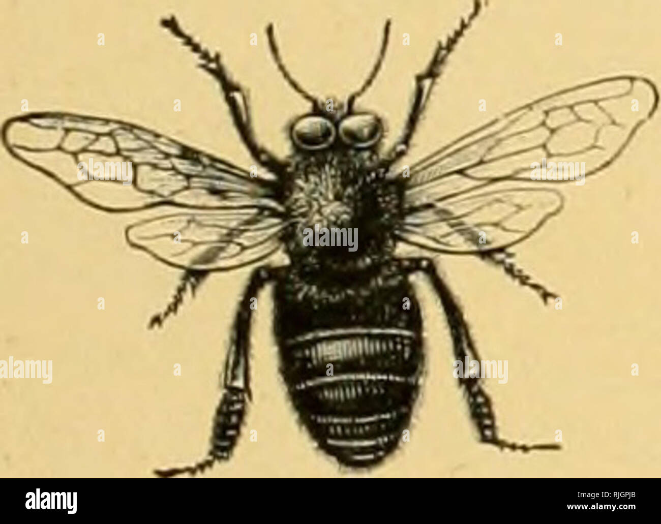 . Bee primer for the prospective beekeeper. Bees. [from old catalog]. THF WORKFRS (^^S- 7^) are the most numerous inhabitants of the bee-hive, as IIIL. Vtv7I1LIJ also the smallest. They number from a few thousand up to eighty thousand or more. They do what their name implies, build the combs, rear the brood by feeding it and keeping it warm, harvest the honey, chase intruders away and keep the hive clean. They ventilate their home in the summer by the fanning of their wings and cluster together for warmth in the winter. They have short, thick, smooth manibles that enable them to tear the co Stock Photo