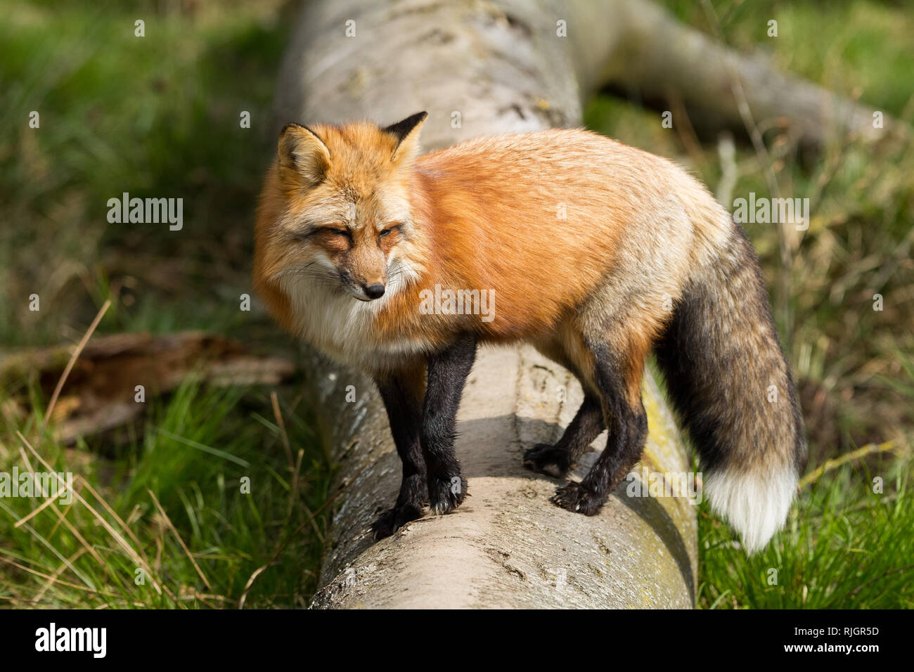 Red fox in the forest Stock Photo - Alamy