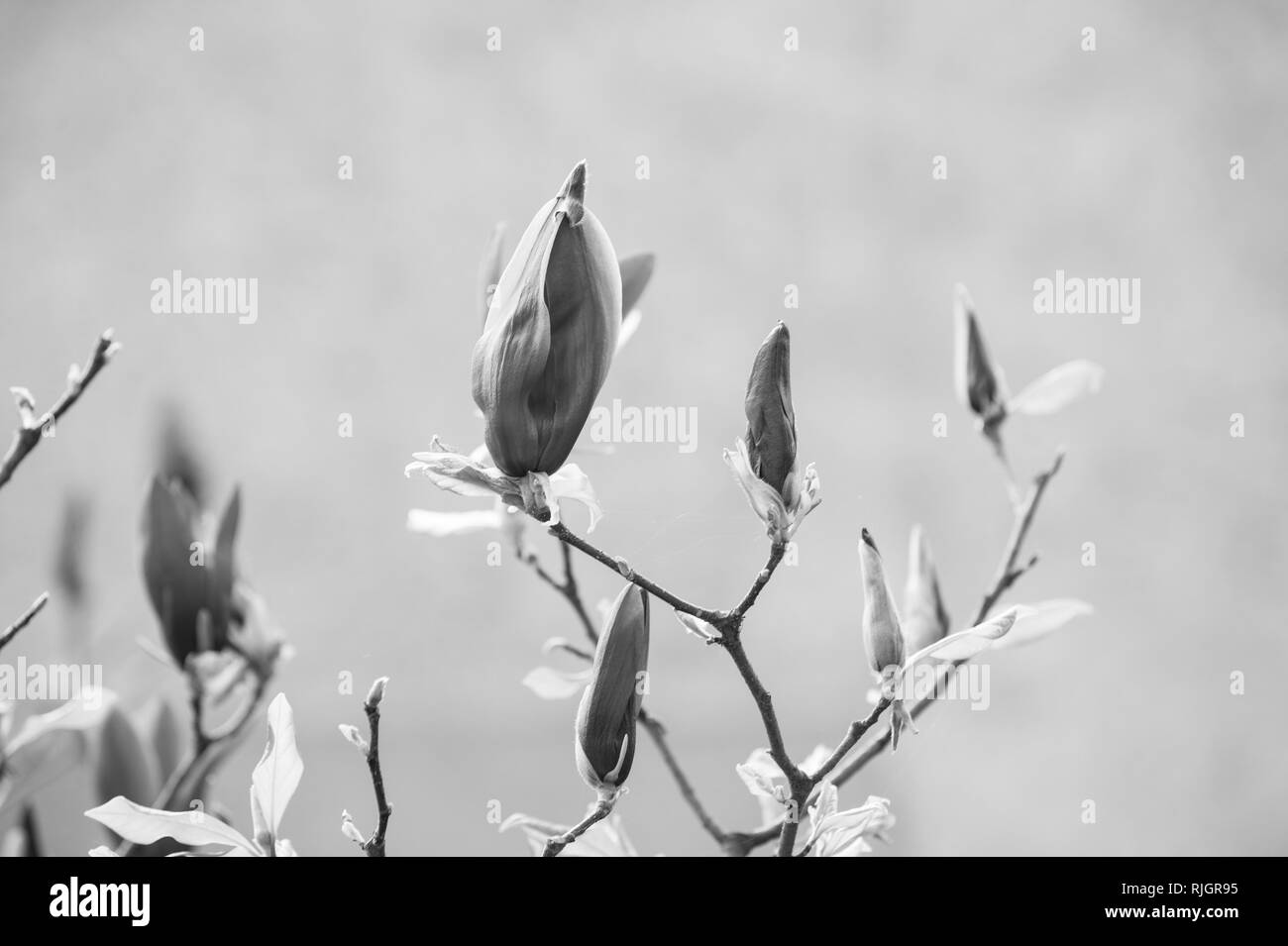 New life awakening. Blossoming magnolia branch with purple flowers on blurred background. Spring season concept. Blossom, bloom, flowering. Nature, beauty, environment. Stock Photo