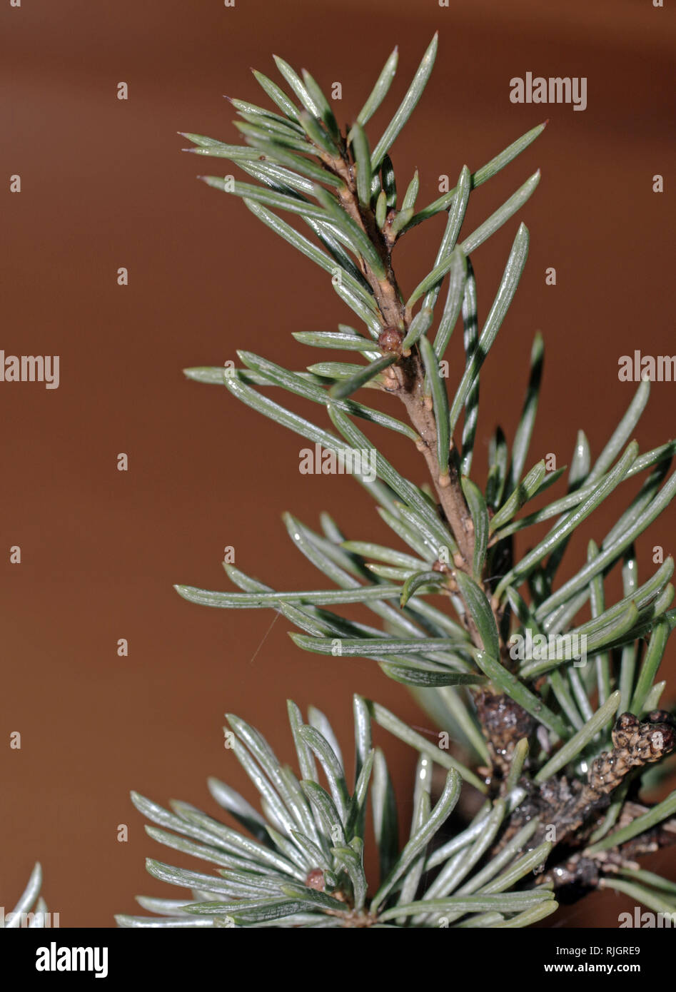 Fir tree close up hi-res stock photography and images - Alamy