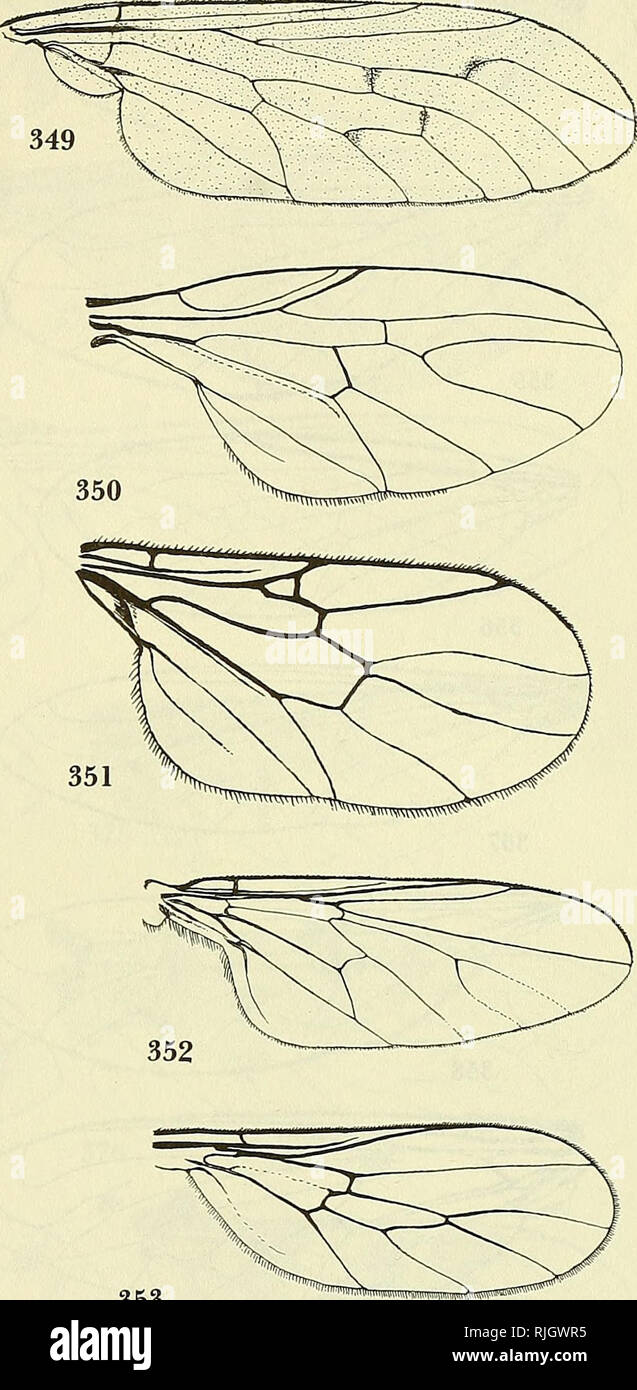 . Bee flies of the world: the genera of the family Bombyliidae. Bombyliidae; Parasites. 353 Figures344-353.—344, Aetheoptilus zuluensis Hesse. 345, Pseudoglahellula meridionalis Hesse, after Hesse. 346, Leylaiya mimnervia Efflatoun, after Efflatoun. 347, Mythicomyia pusillima Edwards, type. 348, Empidideicus carthaginiensis Becker, after Efflatoun. 349, Apatomyza punctipennis Wiedemann, from the type. 350, Euanthobates mellivorus Hesse, after Hesse. 351, Glabellula nobilis Kertesz. 352, Onchopelma trilineata Hesse, type. 353, Anomaloptilus celluliferus Hesse, para- type.. Please note that thes Stock Photo