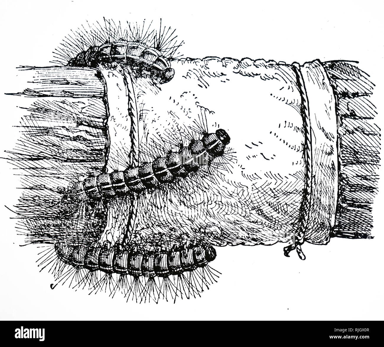 An engraving depicting caterpillars trapped on the grease-band on a fruit tree. Dated 20th century Stock Photo