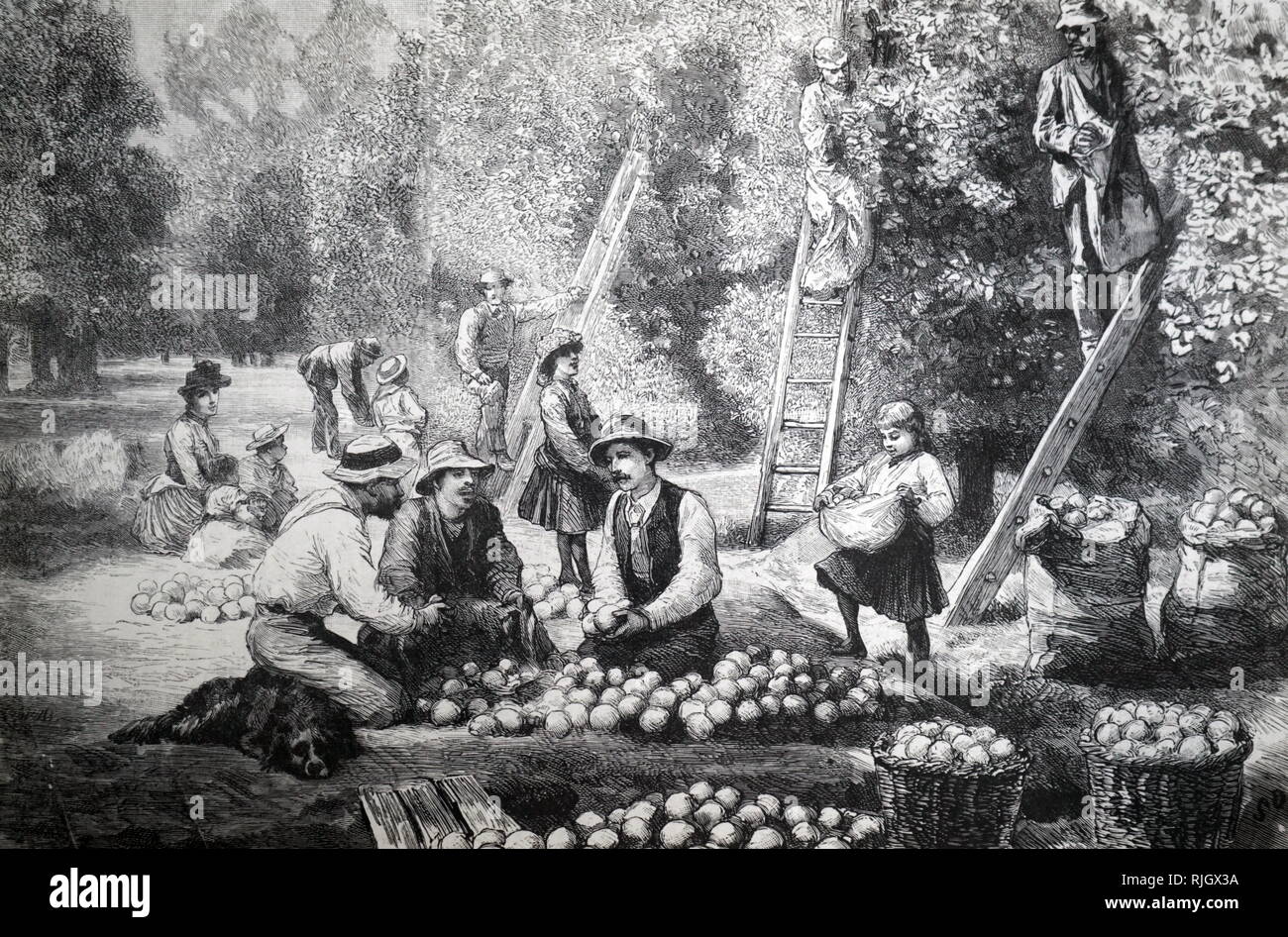 An engraving depicting an orange harvest, Cape Colony, South Africa. Dated 19th century Stock Photo