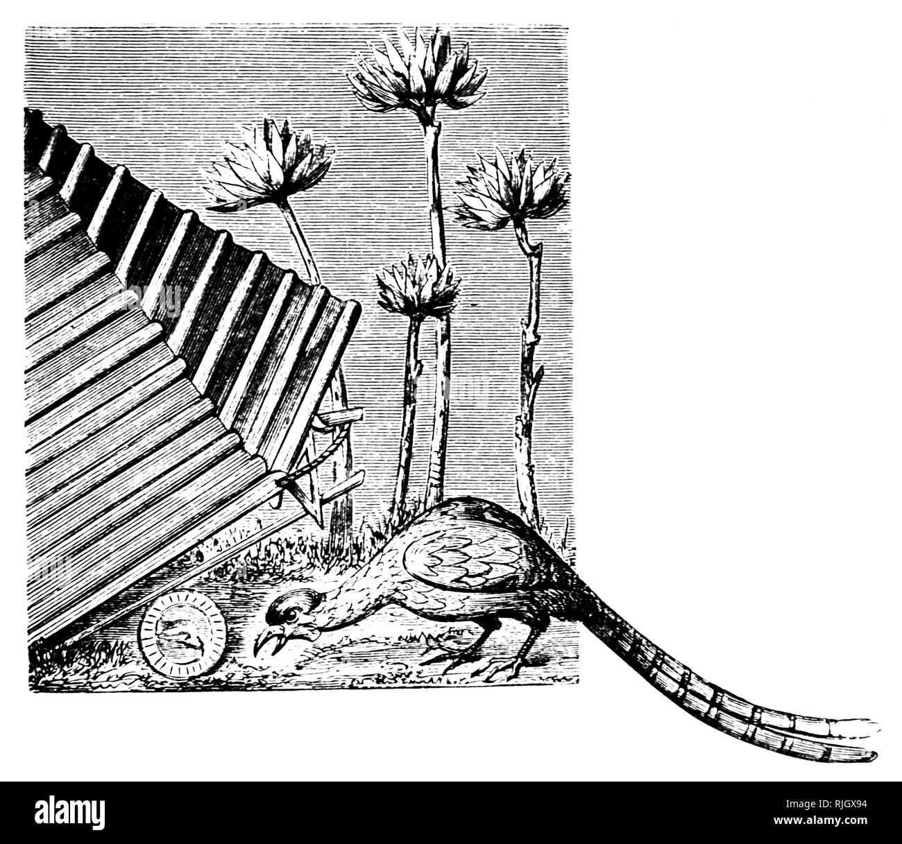 A woodcut engraving depicting a pheasant trap using a mirror which the ...