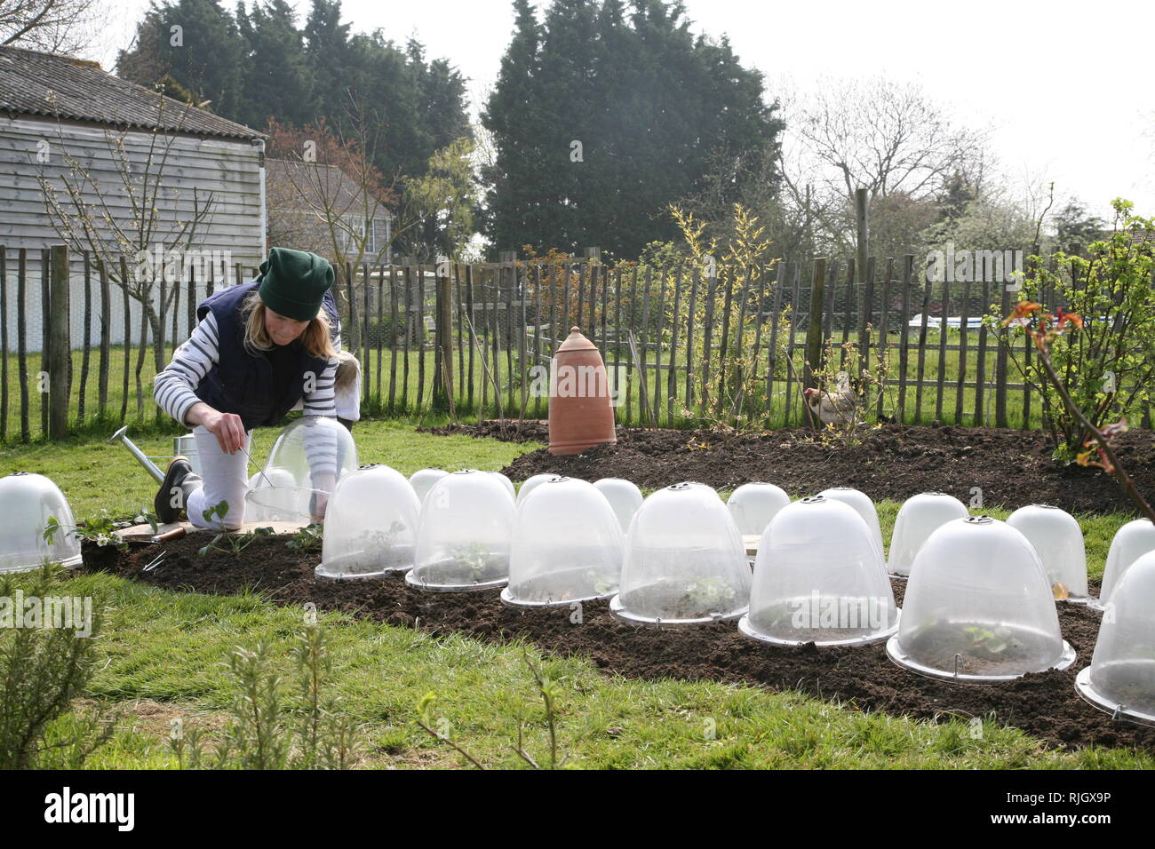 Gardening with cloches Stock Photo