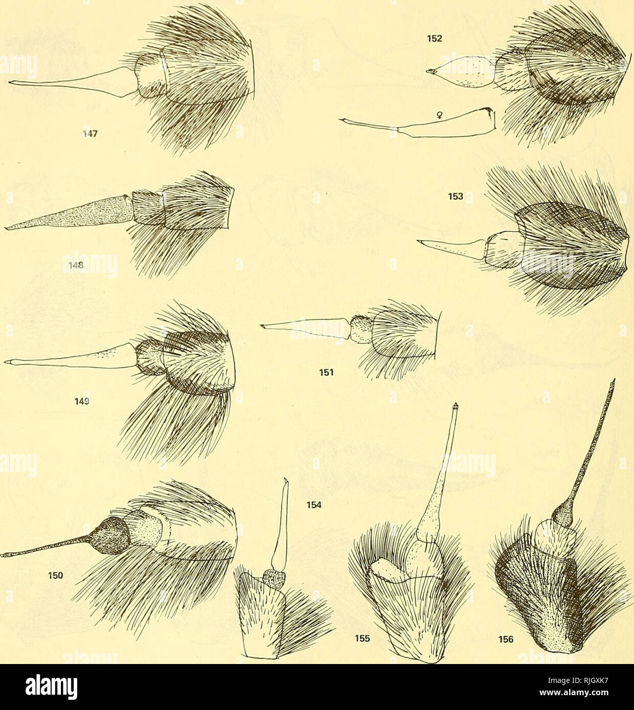. Bee flies of the world: the genera of the family Bombyliidae. Bombyliidae; Parasites. 476 BEE FLIES OF THE WORLD. Figures 147-156.â147, Lyophlaeba sp. 148, Ylasoia â pegasus Wiedemann. 149, Doddosia picta Edwards. ISO, Comptosia (Paradosia) tendens Walker. 151, Lyophlaeba (Macrocondyla) montdna Philippi. 152, Oncodosia planus Walker, male, female. 153, Onco- dosia planus Walker, dorsal aspect. 154, Lyo- phlaeba (Macrocondyla) montana Philippi, dorsal aspect. 155, Doddosia picta Edwards, dorsal aspect. 156, Comptosia fascipennis Macquart, dorsal aspect.. Please note that these images are extr Stock Photo