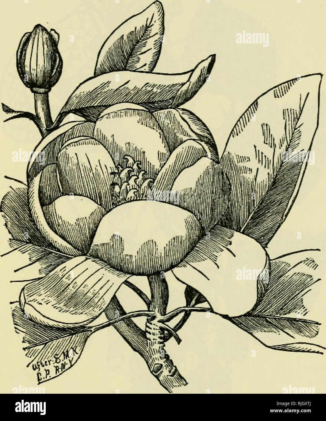 . The bee-keeper's guide : or, Manual of the apiary. Bees. OR, MANUAL OF THE APIARY. 433 The tree, too, from its great, spreading top and fine foliage, is magnificent for shade. Five of these trees were within two rods of my study window, and their grateful fragrance and Fig. 237. Magnolia.—Origina I. beautiful form and shade were often the subject of remark by visitors. This tree is par excellence for roadside planting. It bears transplanting admirably, and is very little disturbed by. Please note that these images are extracted from scanned page images that may have been digitally enhanced f Stock Photo