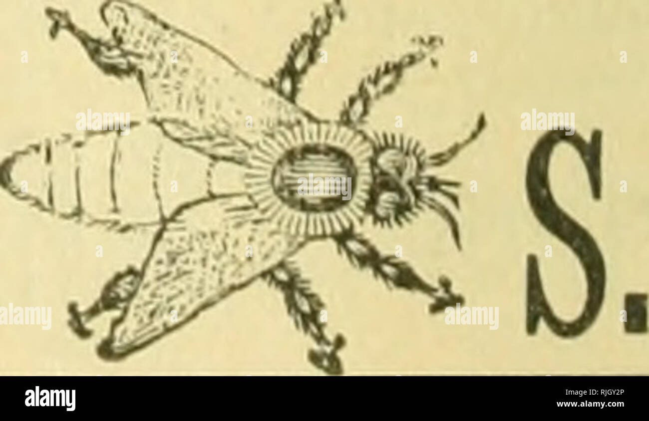 The Bee Keepers Review Bee Culture 312 The Bee Keepers Review Will Furnish You The Best One Piece Sections Iii The World They Are Sand Papered On Both Sides Are As Cheap