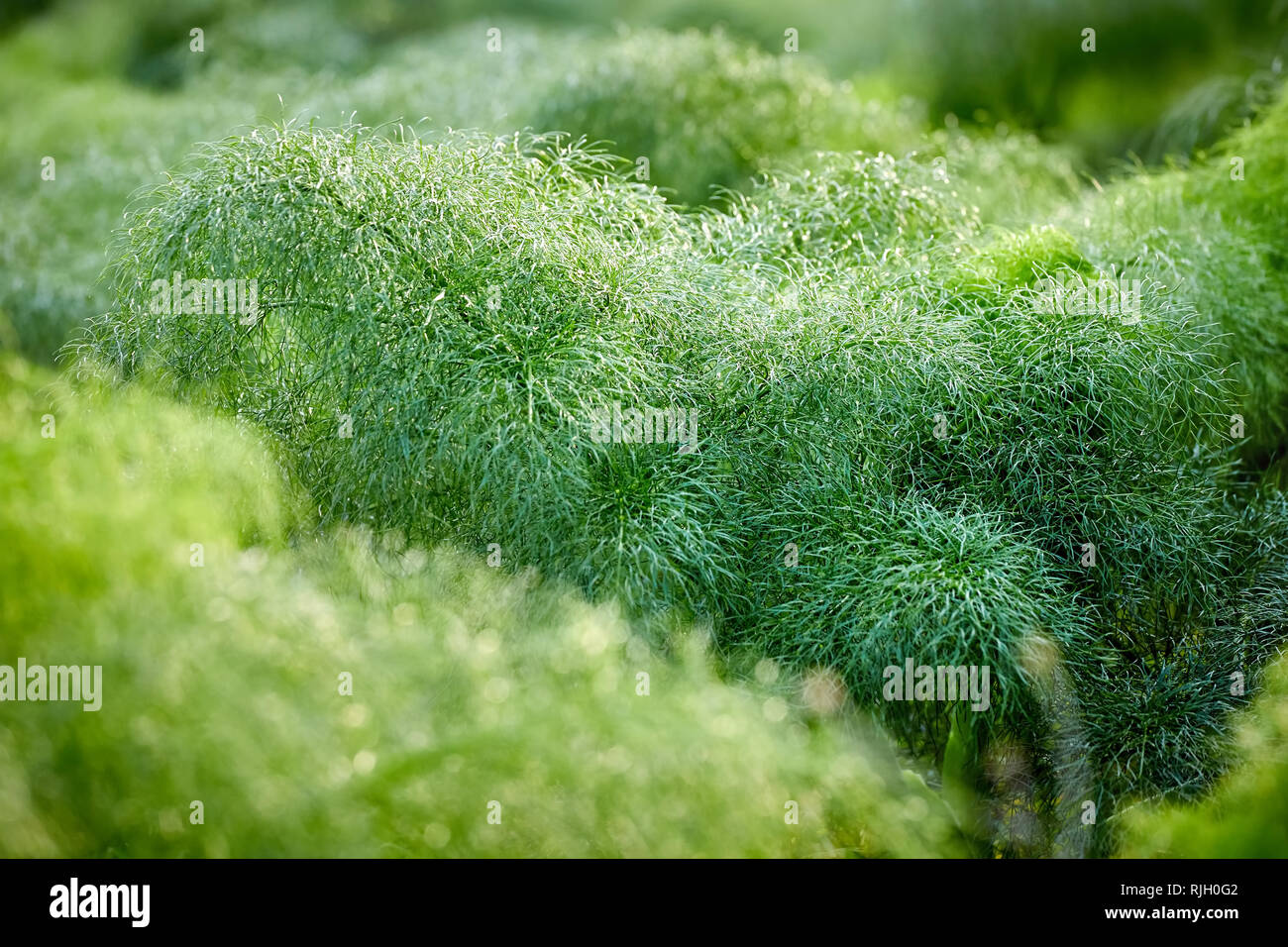 Close up ferula communis giant fennel plant in nature Stock Photo