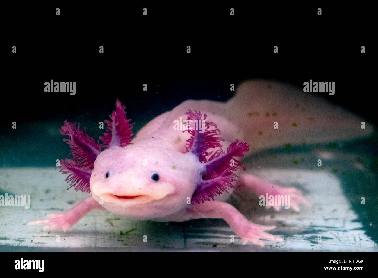 Axolotl High Resolution Stock Photography And Images Alamy Axolotl High Resolution Stock Photography And Images Alamy