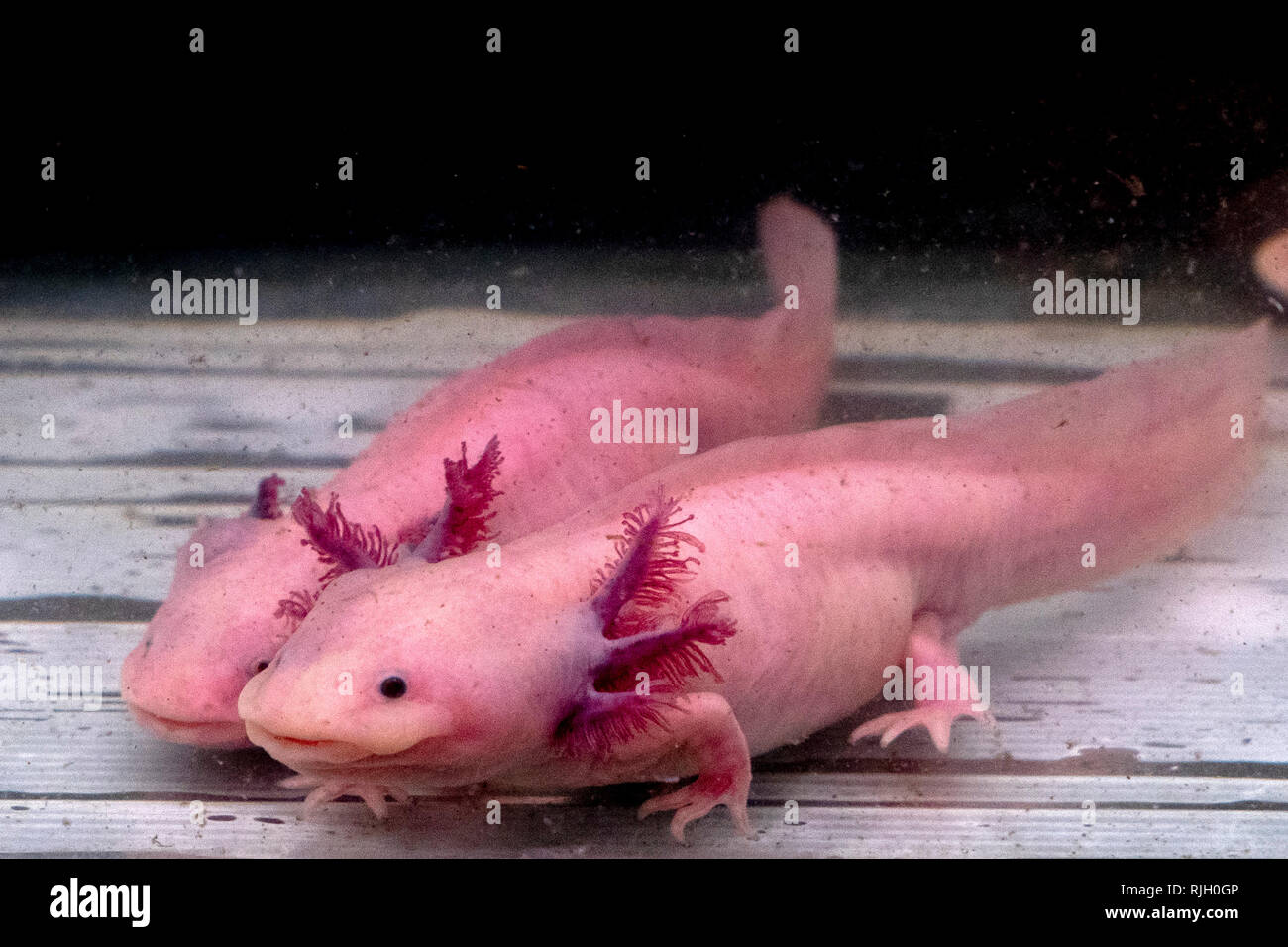 Axolotl Mexican Salamander Portrait Underwater While Looking At You Stock Photo Alamy