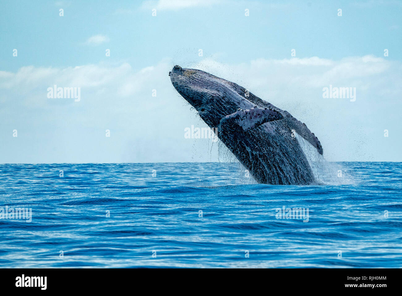 humpback whale breaching on pacific ocean background Stock Photo - Alamy